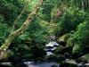 The Owengarriff River, Killarney National Park